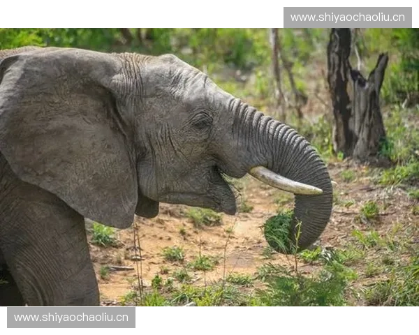 《揭秘Dota2铛铛背后的故事与游戏中的独特角色魅力》 《揭秘Dota2铛铛背后的故事与游戏中的独特角色魅力》